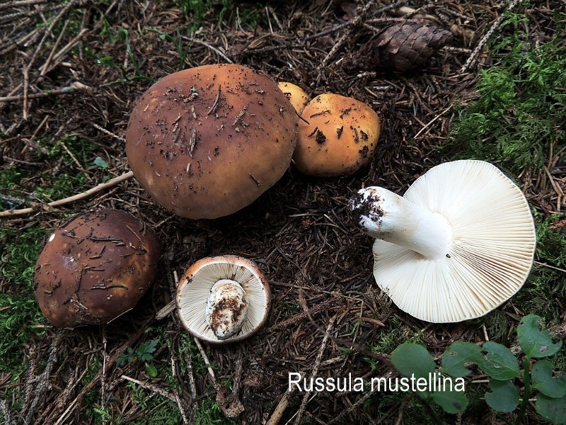 Russula mustelina-amf1645-1.jpg - Russula mustelina ; Syn1: Russula elephantina ; Syn2: Russula heterophylla var. mustelina ; Nom français: Russule belette